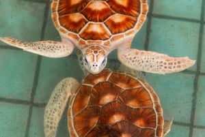 Phuket: Havssköldpaddscenter, tempel, tsunami, elefant och mer