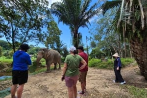 Phuket: Havssköldpaddscenter, tempel, tsunami, elefant och mer