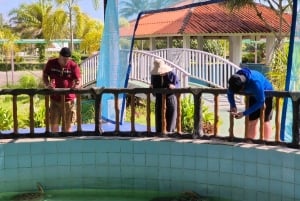 Phuket: Havssköldpaddscenter, tempel, tsunami, elefant och mer