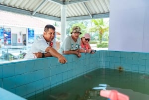 Phuket: Havssköldpaddscenter, tempel, tsunami, elefant och mer