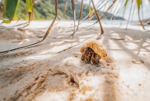 プーケット：スピードボートでシミラン島
