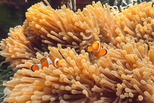 プーケット：スピードボートでシミラン島