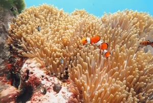 プーケット：スピードボートでシミラン島