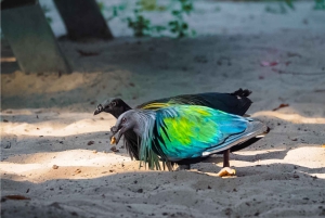 푸껫: 시밀란섬 스피드 보트 카타마란 당일 여행