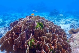 Phuket : Similan Island Snorkeling Adventure visite d'une jounée
