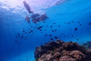 Phuket : Similan Island Snorkeling Adventure visite d'une jounée