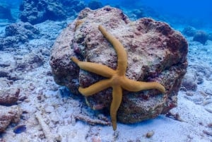 Phuket : Similan Island Snorkeling Adventure visite d'une jounée