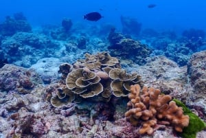 Phuket : Similan Island Snorkeling Adventure visite d'une jounée