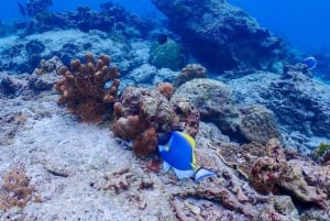 Phuket: Tour di un giorno dell'avventura di snorkeling sull'isola Similan