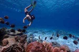 Phuket: Dagstur med hurtigbåt til Similan-øyene med lunsj