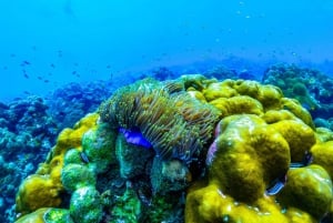 Phuket: Dagstur med hurtigbåt til Similan-øyene med lunsj