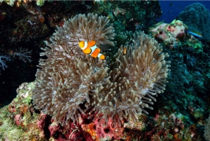 Phuket: Excursión de un día a las Islas Similan en lancha rápida con almuerzo