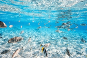 Phuket: Excursión de un día a las Islas Similan en lancha rápida con almuerzo