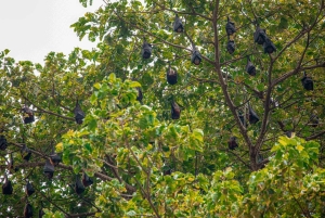 Phuket: Excursión de un día a las Islas Similan en lancha rápida con almuerzo