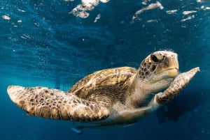 Phuket: wycieczka na Similany szybkim katamaranem premium