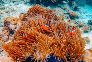 Phuket: Phi Phi, Maya Bay, Khai och snorklingstur med lunch