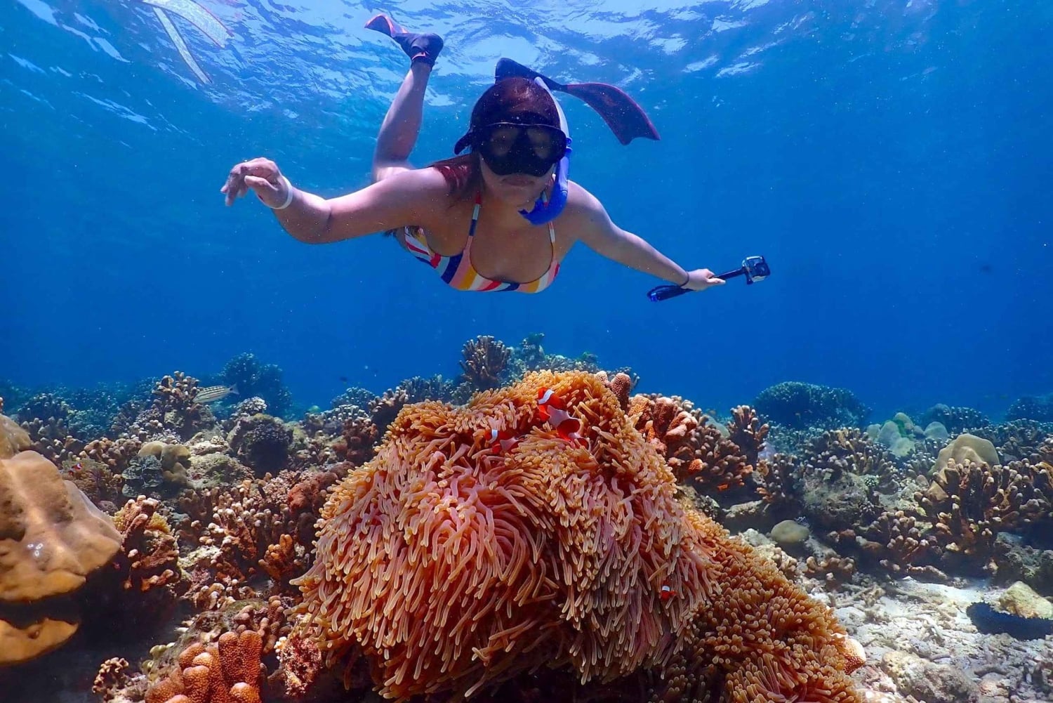 فوكيت: جولة بقارب سريع إلى كوه هاء وكوه روك مع الغوص السطحي