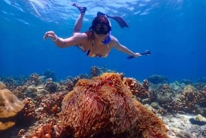 فوكيت: جولة بقارب سريع إلى كوه هاء وكوه روك مع الغوص السطحي