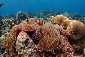 فوكيت: جولة بقارب سريع إلى كوه هاء وكوه روك مع الغوص السطحي