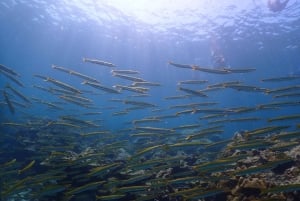 فوكيت: جولة بقارب سريع إلى كوه هاء وكوه روك مع الغوص السطحي