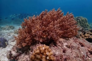 فوكيت: جولة بقارب سريع إلى كوه هاء وكوه روك مع الغوص السطحي