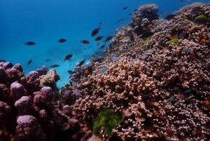 푸껫: 라차섬으로 떠나는 스피드 보트 투어(스노클링 및 점심 포함)