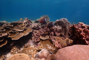 푸껫: 라차섬으로 떠나는 스피드 보트 투어(스노클링 및 점심 포함)