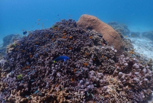푸껫: 라차섬으로 떠나는 스피드 보트 투어(스노클링 및 점심 포함)