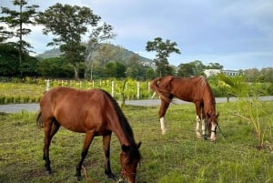 Phuket: Sunset Beach Horseback Journey