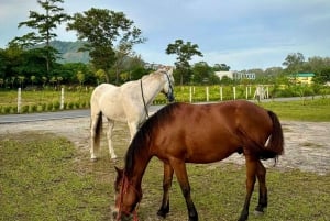 Phuket: Sunset Beach Horseback Journey