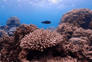 Phuket: Surin Island med motorbåt