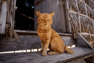 Phuket: Surin Island med motorbåt
