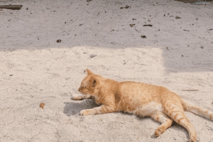 Phuket: Surin Island med motorbåt