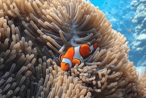 Phuket: Surin Island med motorbåt