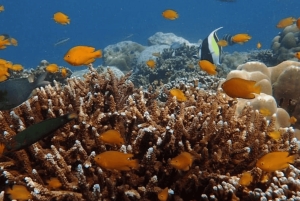 Phuket: Surin Island med motorbåt