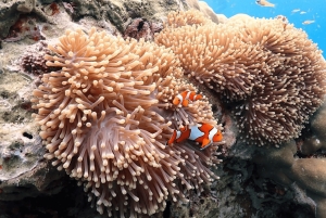 Phuket: Surin Island med motorbåt