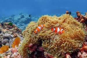 Phuket: Surin Island med motorbåt