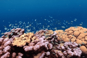 Phuket: Surin Island med motorbåt