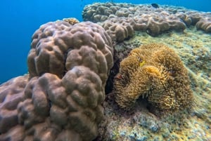 Phuket: Surin-øyene og Moken-landsbyen med premium katamaran