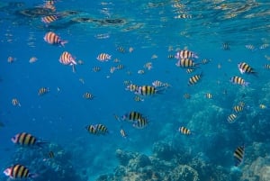 Phuket: Surin-øyene og Moken-landsbyen med premium katamaran