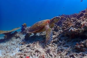 Phuket: Surin-saaret ja Moken-kylän premium-snorklausretki