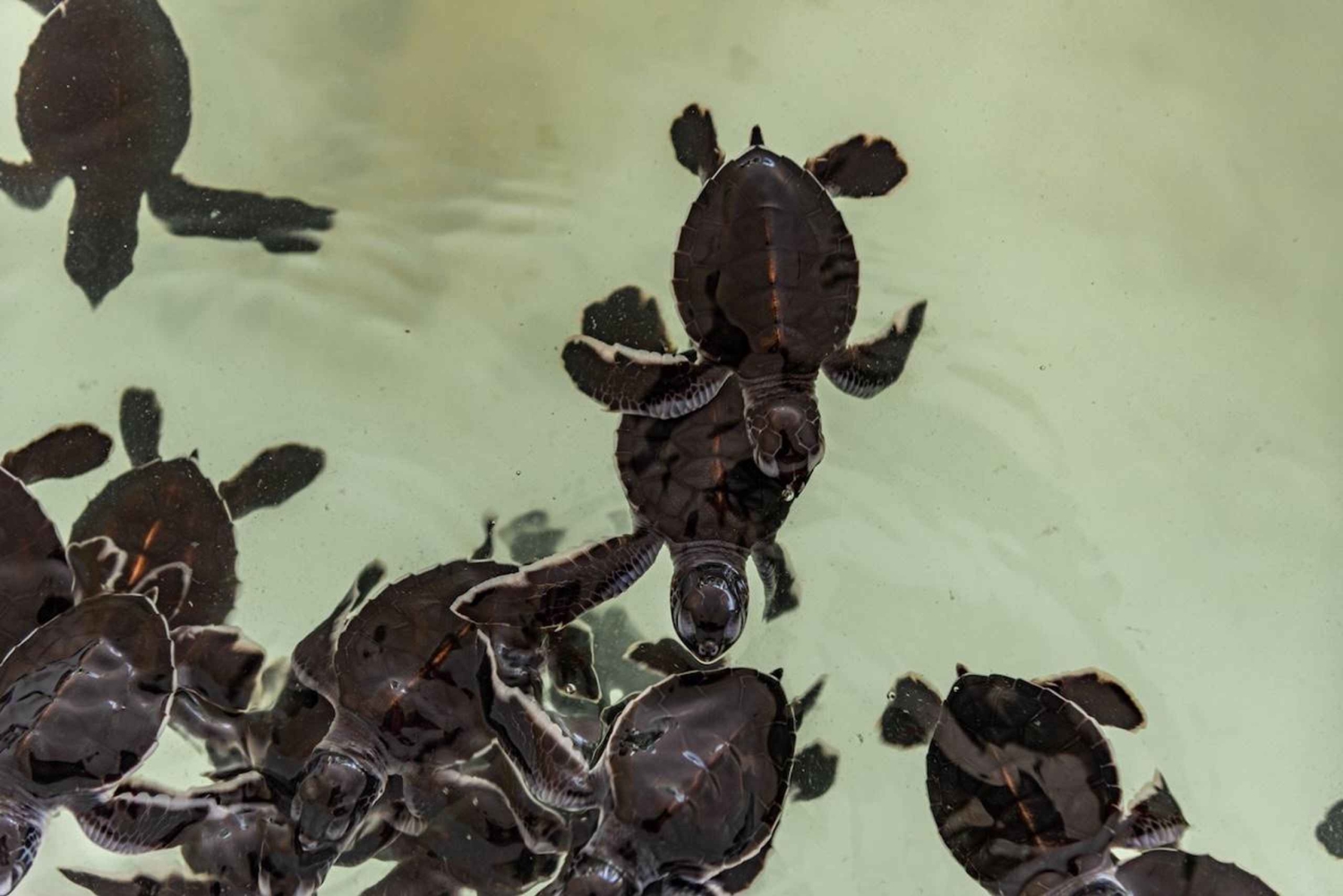 Phuket: temppeli, tsunamin muistomerkki, kilpikonnakeskus ja norsu