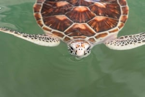 Phuket: temppeli, tsunamin muistomerkki, kilpikonnakeskus ja norsu