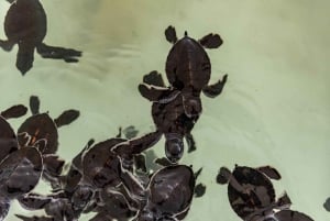 Phuket: temppeli, tsunamin muistomerkki, kilpikonnakeskus ja norsu