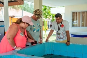 Phuket: temppeli, tsunamin muistomerkki, kilpikonnakeskus ja norsu