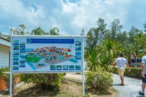 Phuket: temppeli, tsunamin muistomerkki, kilpikonnakeskus ja norsu