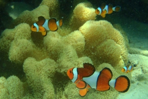 Ganztägiger Luxus-Schnellboot-Charter von Phuket nach Phi Phi