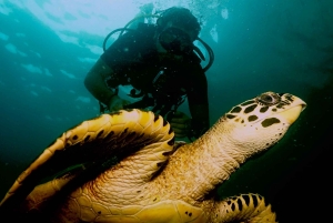 Phuket: Prøv SCUBA DIVING heldagsoplevelse med 2 dyk