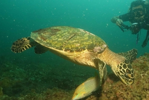 Phuket: Prøv SCUBA DIVING heldagsoplevelse med 2 dyk