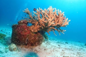 Phuket : Essayez la plongée sous-marine à la journée 3 plongées